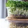 Microgreens