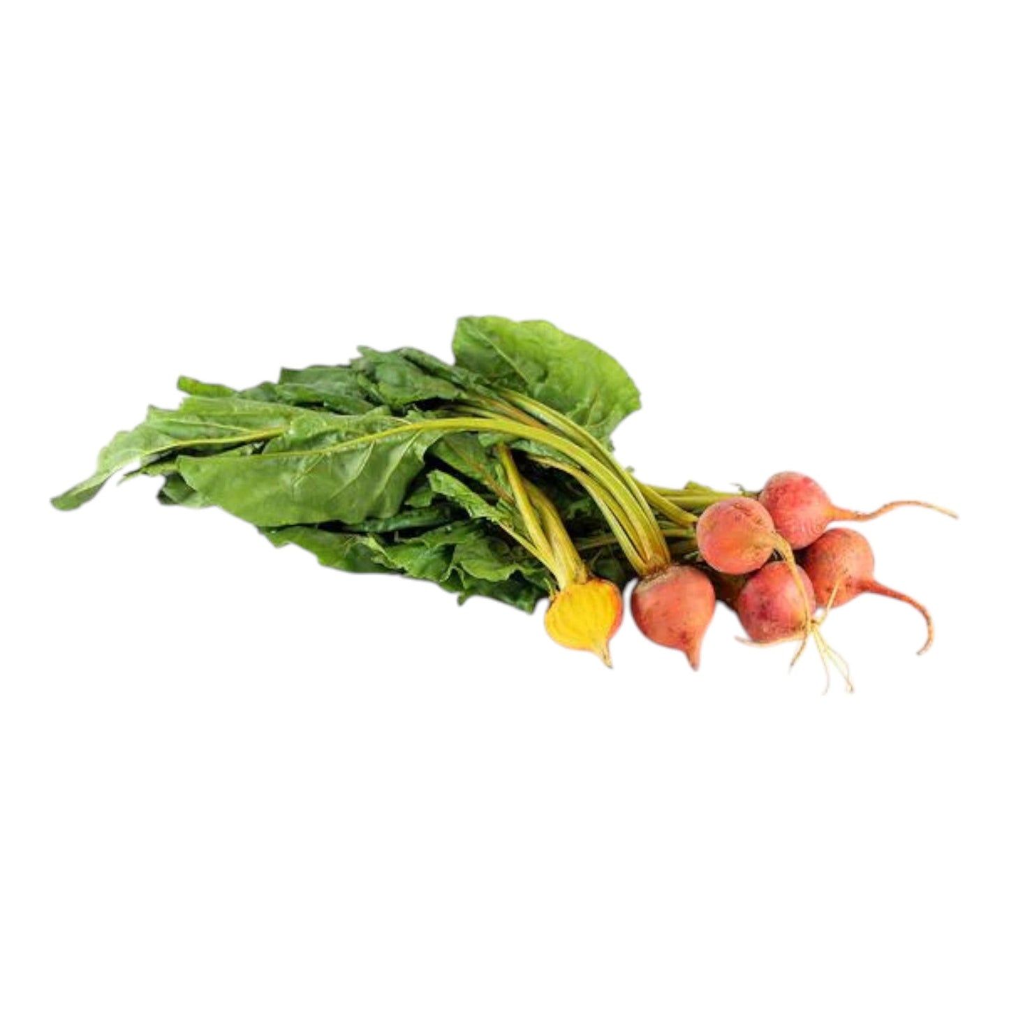 Golden Beetroot