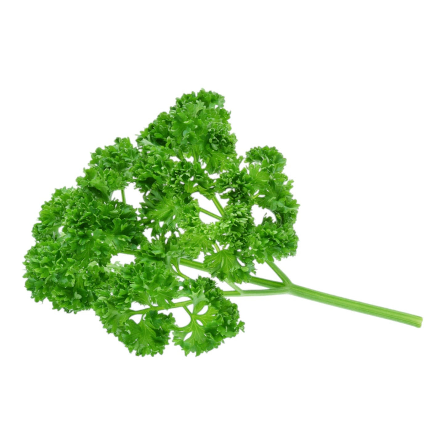 Parsley Curly