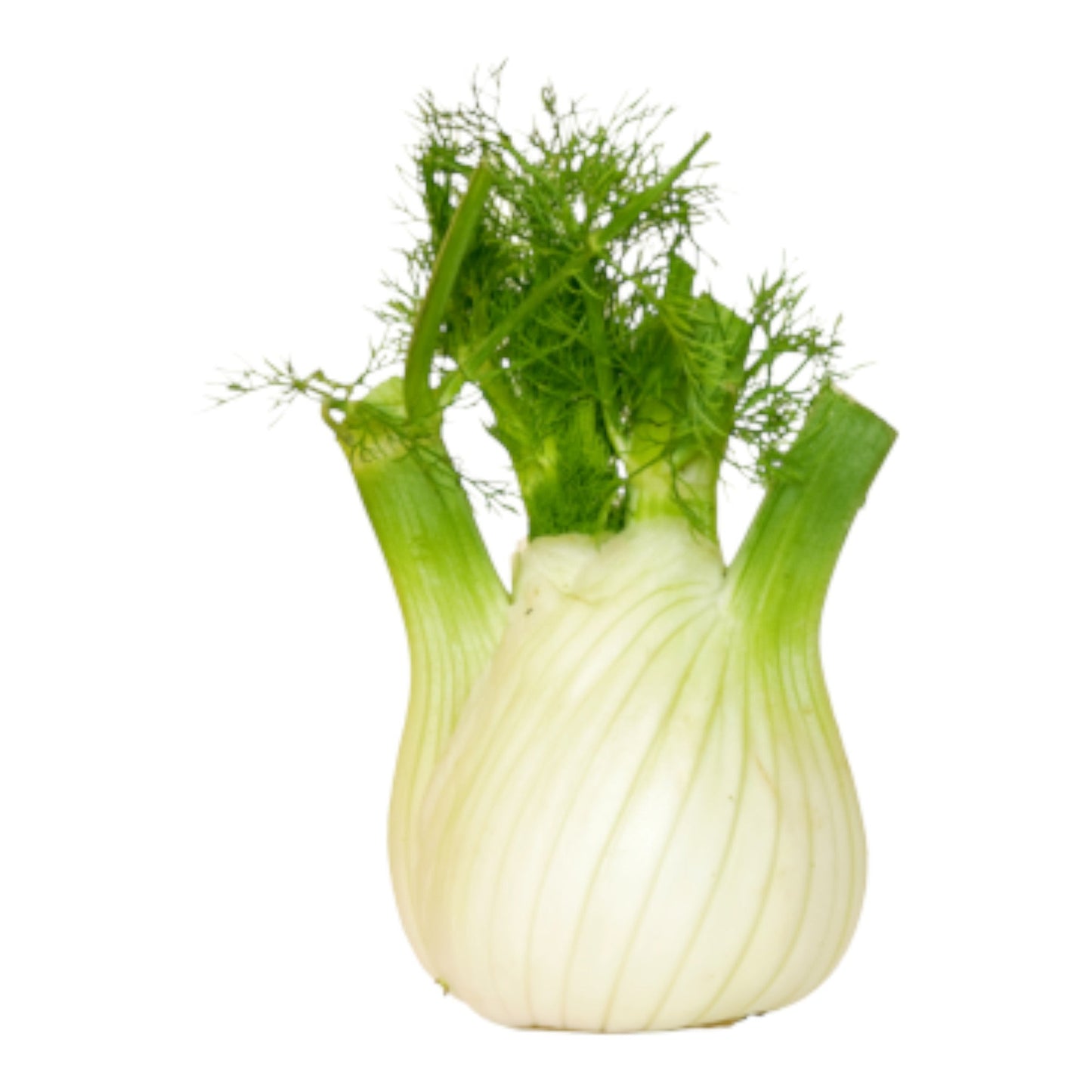 Fennel