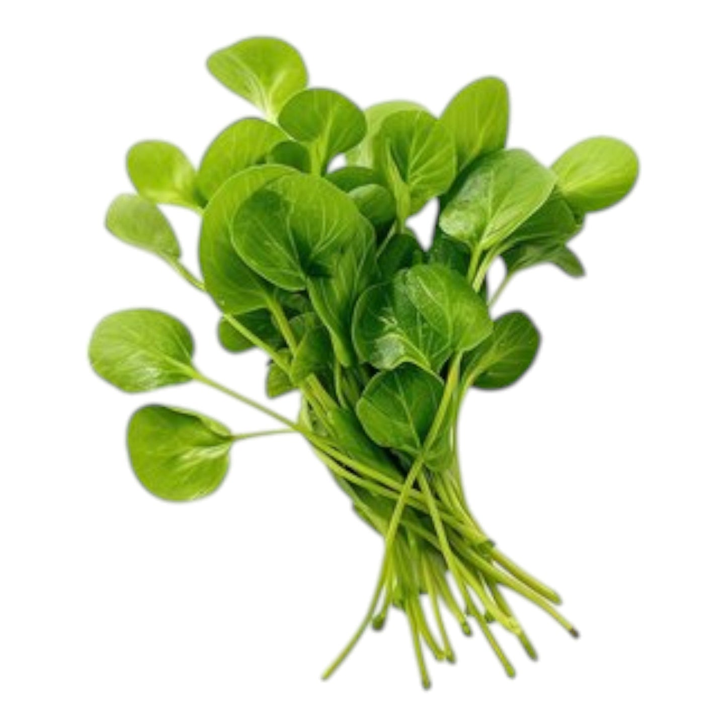 Land Cress