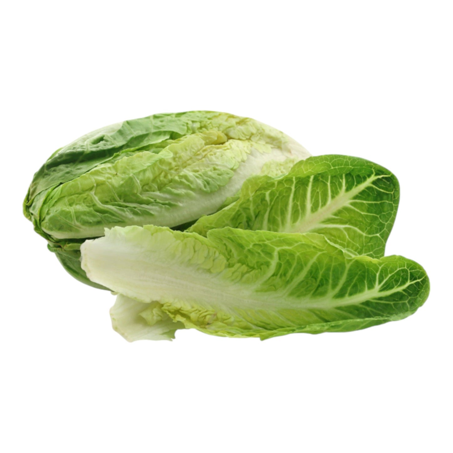 Cos/Romaine Lettuce