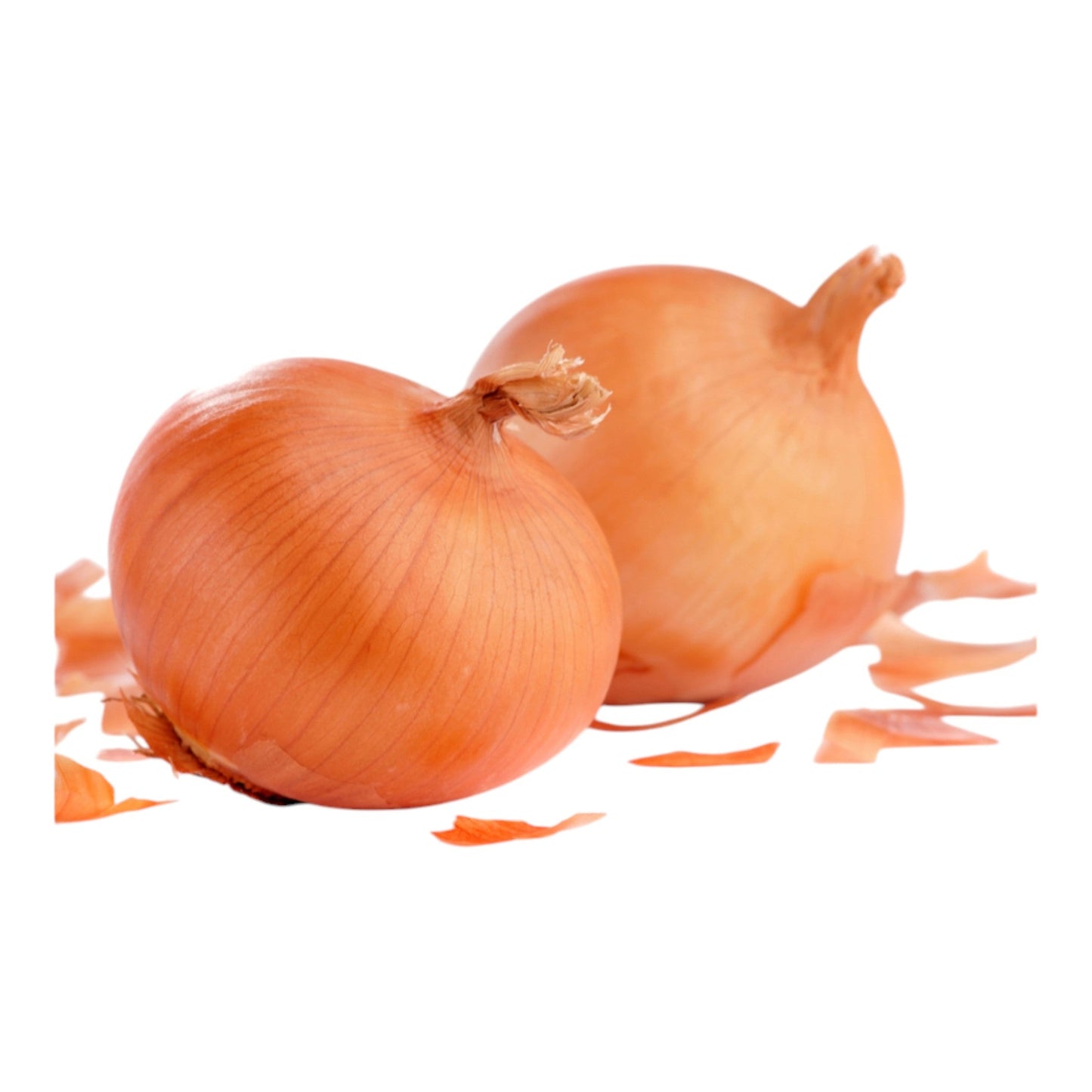 Spanish Onion