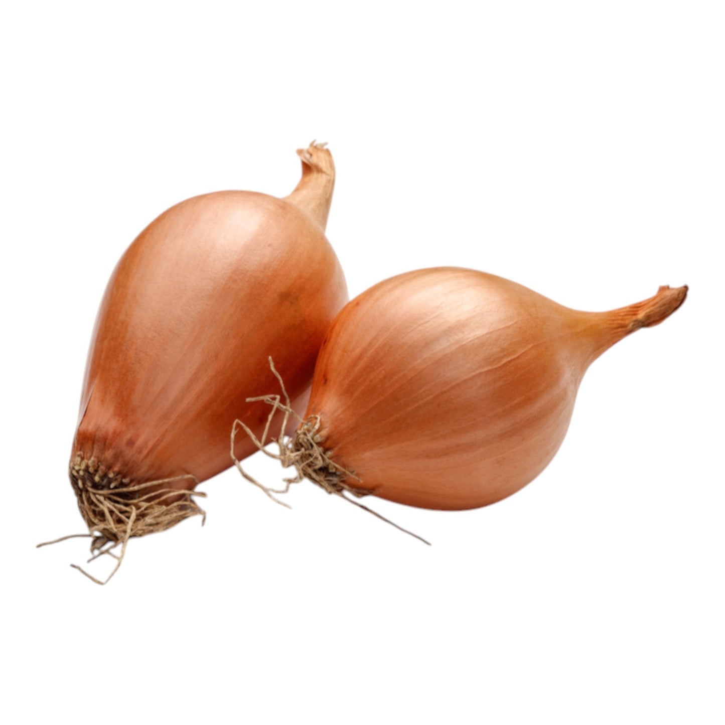 Shallot Long