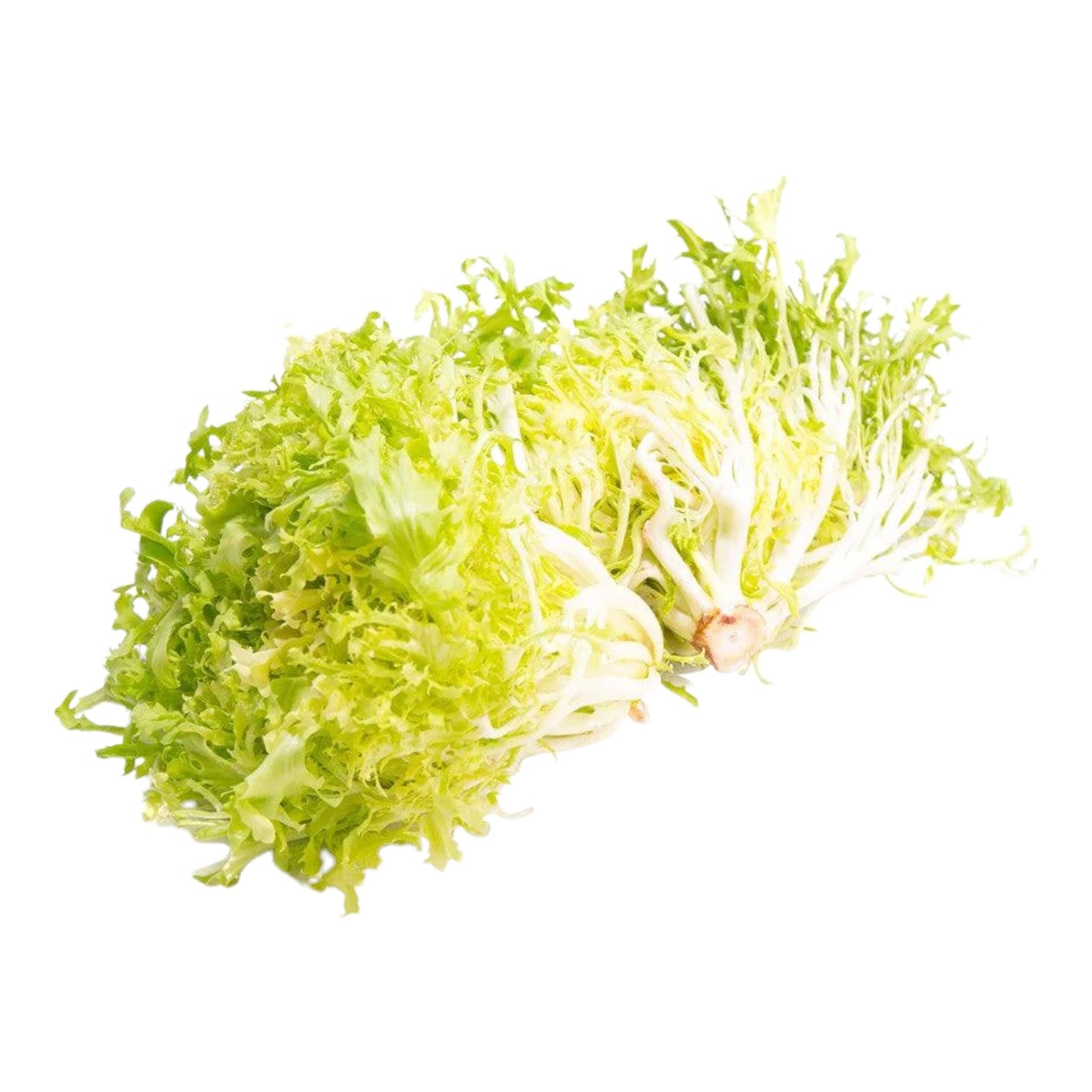 Frisée Spanish