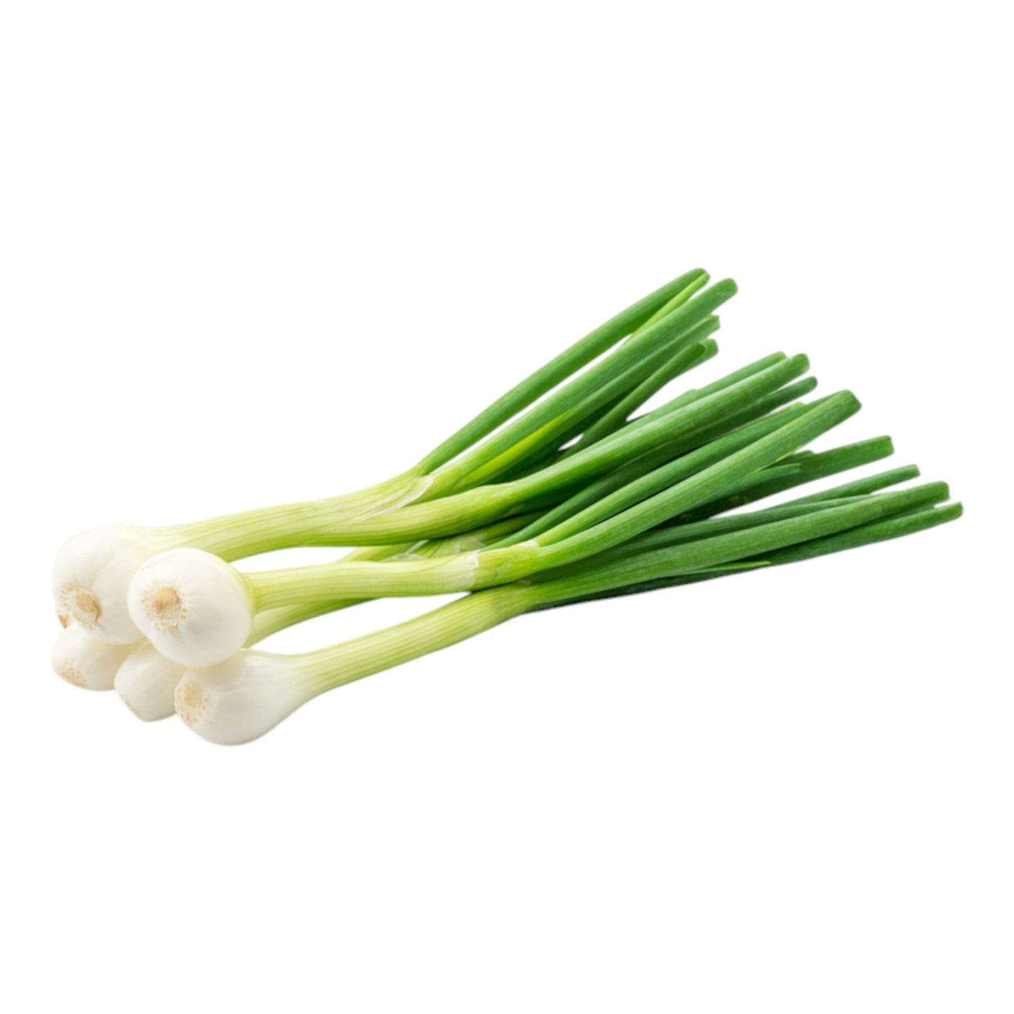 Spring Onion