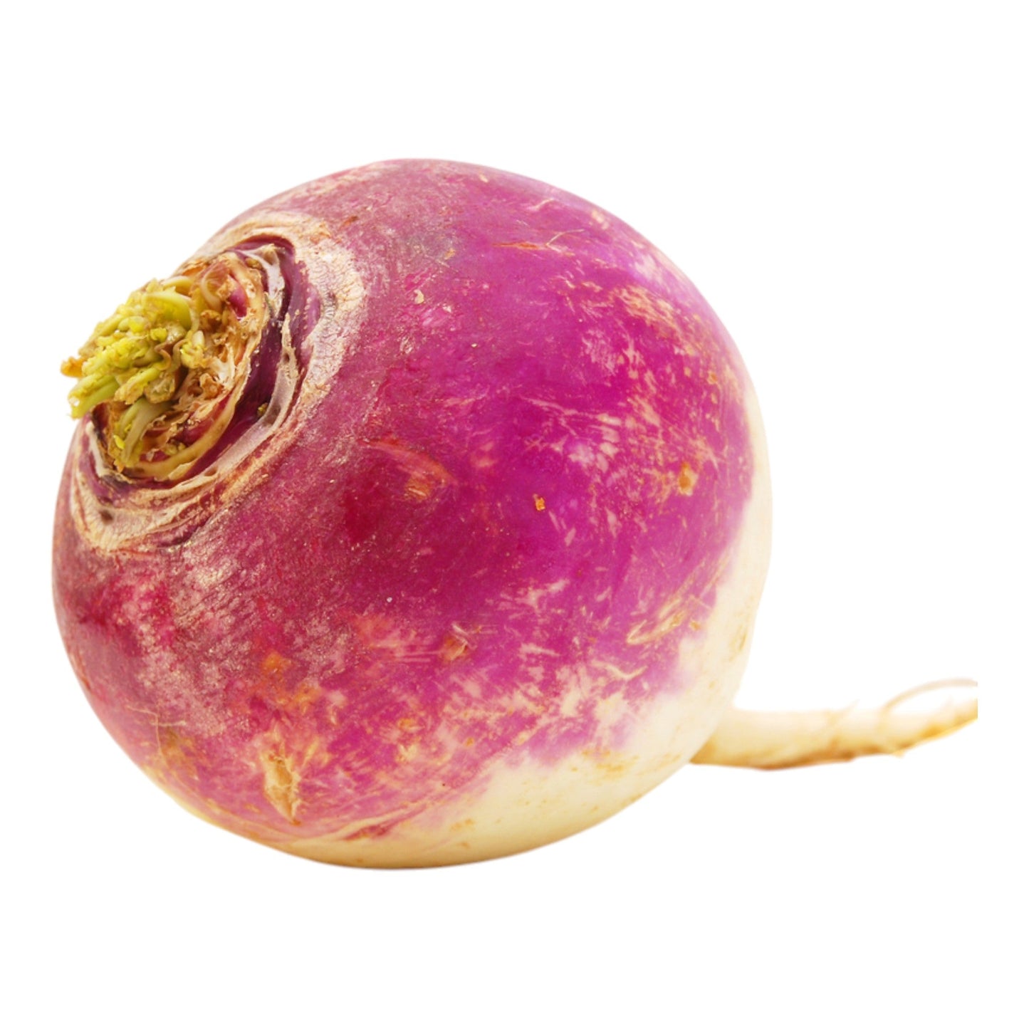 Turnip