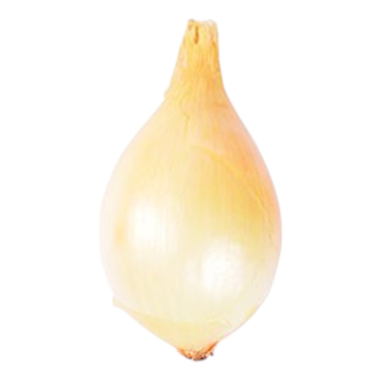 Onion Cevenne French